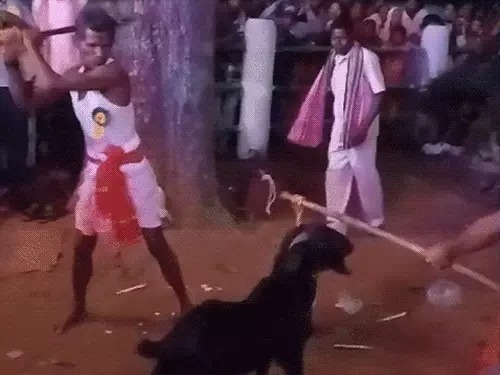 शरद पूर्णिमा पर मानकेश्वरी देवी मंदिर में अनोखी परंपरा — बैगा ने 40 बकरों की दी बलि, कहा देवी आती हैं शरीर में